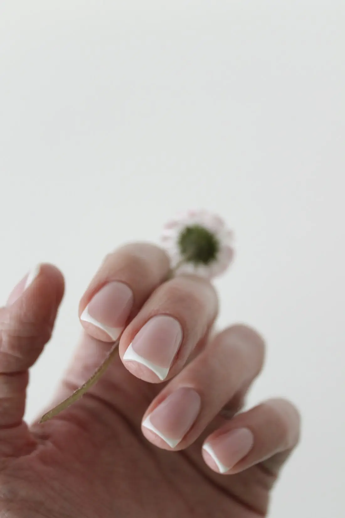 Mains avec une manucure french tenant une petite fleur